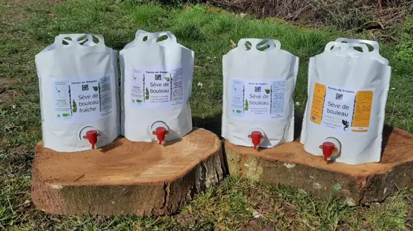 SÈVE DE BOULEAU : RÉSERVEZ VOTRE CURE DÉTOX 